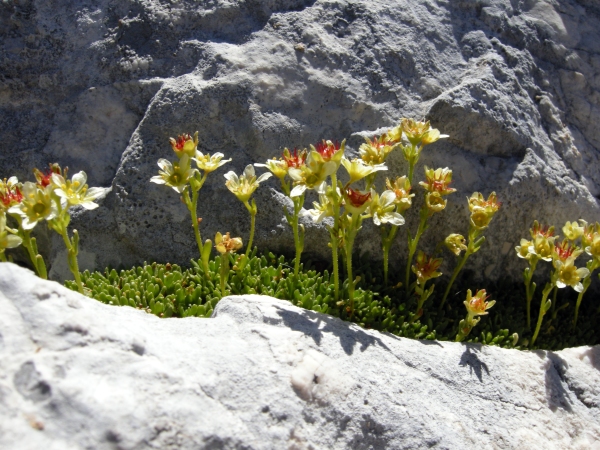 Saxifraga exarata subsp. ampullacea /  Sassifraga del Gran Sasso